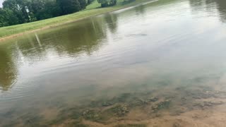 HUGE Carp BREAKS my line