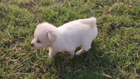 A white puppy walking in the ground.