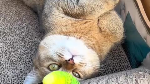 Hello my friend 🤣 Cat 🐈 playing with bird 🐦 Joy Funny Factory