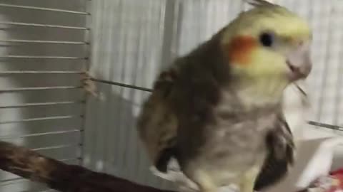 Funny cockatiel parrot bird,