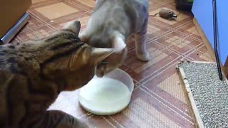 Cats Take Bowl Of Milk Away From Each Other In Hilarious Fashion