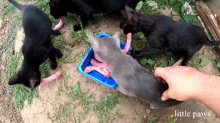 Feeding newborn kitten abandoned by his mother #LP10