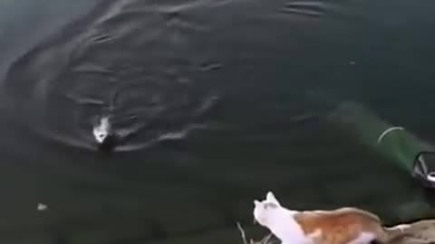 Lovely black and Funny Cat trying to swim !!
