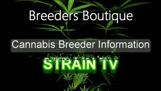 Breeders Boutique - Cannabis Strain Series - STRAIN TV