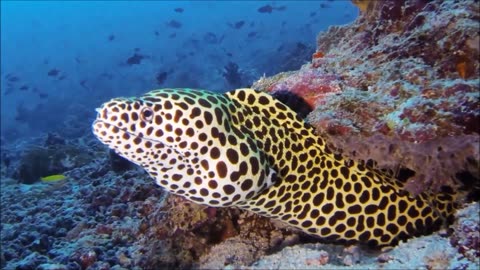 Murene leopardo fish 🐠 1080p