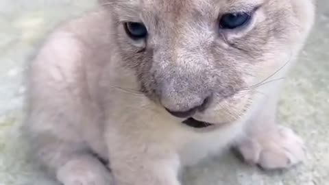 Cute little tiger cub