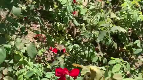 A large field of flowers