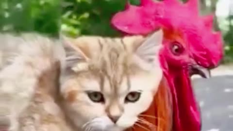 cat and chicken