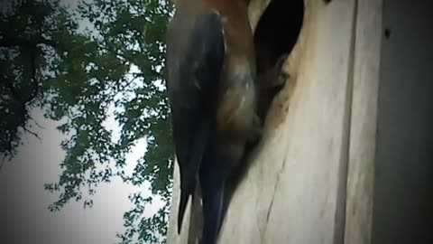 Female Eastern Bluebird Loud Babies