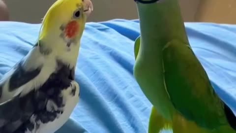 Funniest animals weird behavior