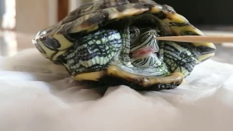 It turns out turtles don't sneeze