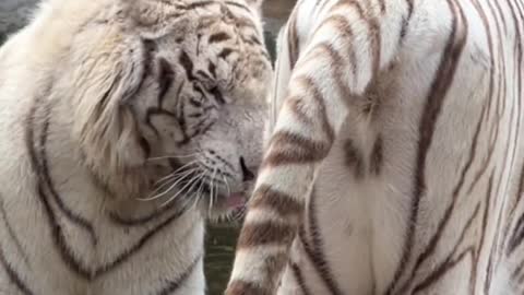 White tiger