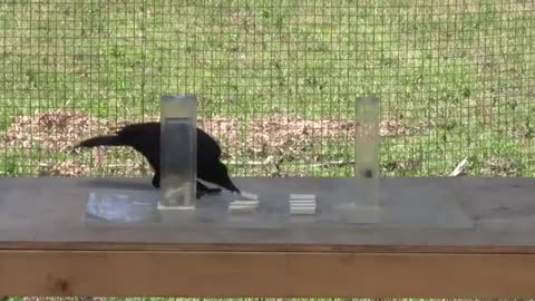 Causal understanding of water displacement by a crow