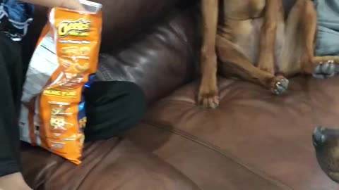Dogs just want some of those Cheetos