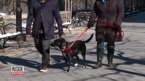 Dogs Are Getting Electrocuted on New York City Sidewalks