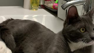 Cute cat playing in sink