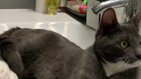 Cute cat playing in sink