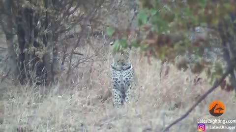 Silly leoperd taking on porcupine at high speed will make your day part 2