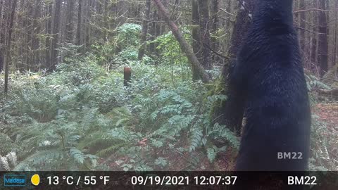 Large Black Bear Attacks Our Camera Again