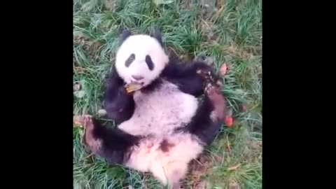 Funny Panda and Cute Panda Videos Compilation(360P) 2024