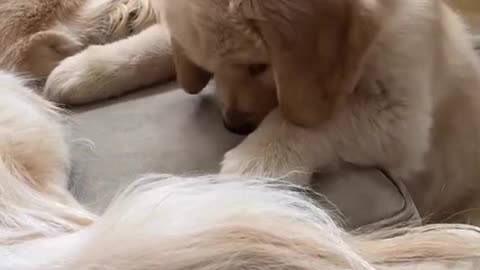 Puppy wants to Play with Big Brother!