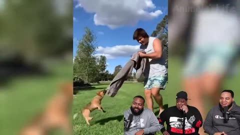 Funniest Dogs And Cats Videos - Best Funny Animal Videos of the 2023 😃 (Try Not To Laugh)