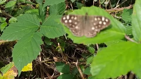 Speckled wood butterfly