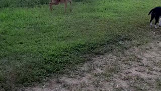 Baby Deer And Small Dogs Best Friends