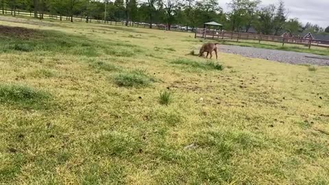 GERMAN SHEPHERD ATTACKS PITBULL