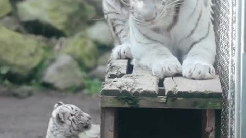 Don't be mother like small white tiger, crying