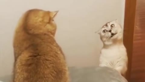 Funny Cat Sounds with stare down #shorts