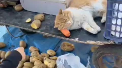 Funny Video Cat Follows Mother Selling in the Market | Try Not Laugh