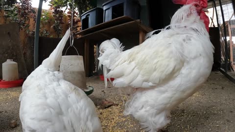 Backyard Chickens Fun Relaxing Video Sounds Noises Hens Clucking Roosters Crowing!