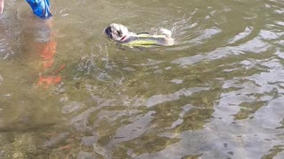 My pug loves swimming