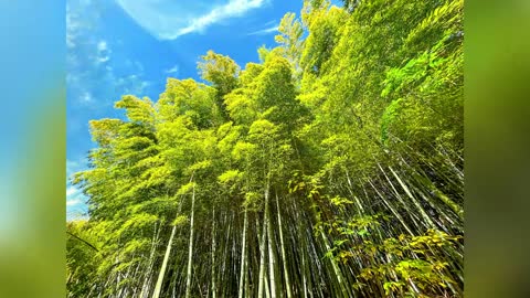 Foreste di bambù Il paradiso Degli uccelli