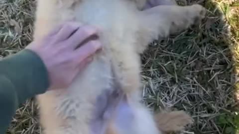 Belly Rubs to Cute Retriever Puppy...............He is Enjoying it😍😂🐶