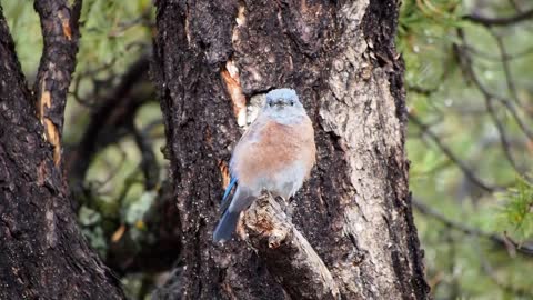 Funny blue bird