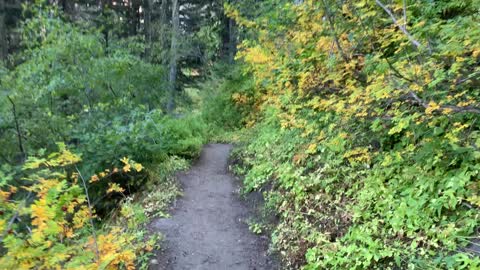 Oregon – Mount Hood – Descending to Zig Zag River – 4K