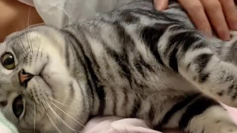 "Cuddly Cat Finding Comfort in Mother's Embrace