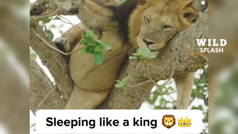 When the King is casually sleeping on the tree 🦁👑