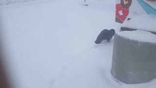 Can any body be brave like this duck which having a walk under snowing