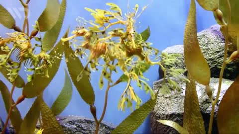 Sea Horse: The Male Who Can Conceive and Give Birth to Thousands of Babies