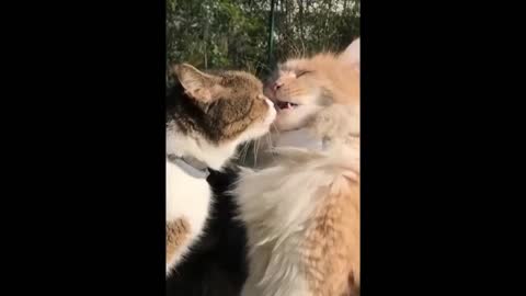 Funny cat video that will make your day