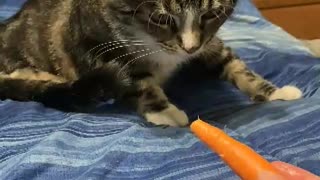 Cats vs Carrot😺🥕