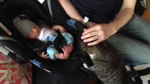 When cats meet NEWBORN babies for the FIRST TIME (compilation)