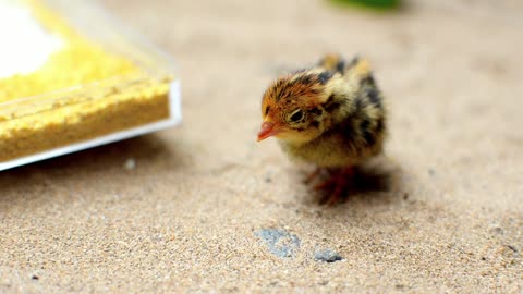 Close Up of a Young Chick