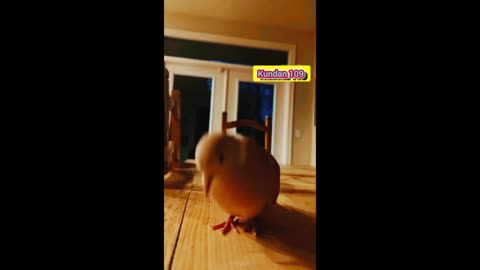 Cat and bird funny videos funny