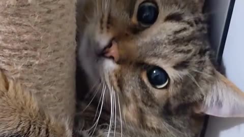 A Shameful Cutie: Cat Videos So Funny, You'll Snort with Laughter! 😹