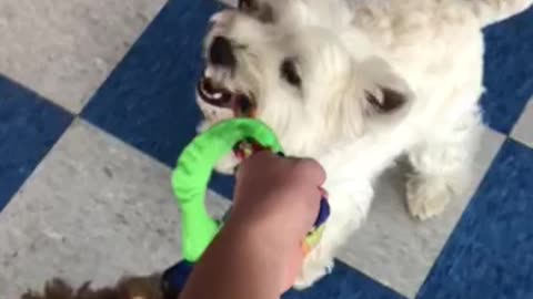 Trio tug of war!