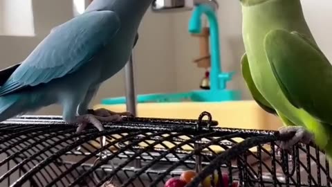 Amazing Blue And Green Ringneck Parrot Talking